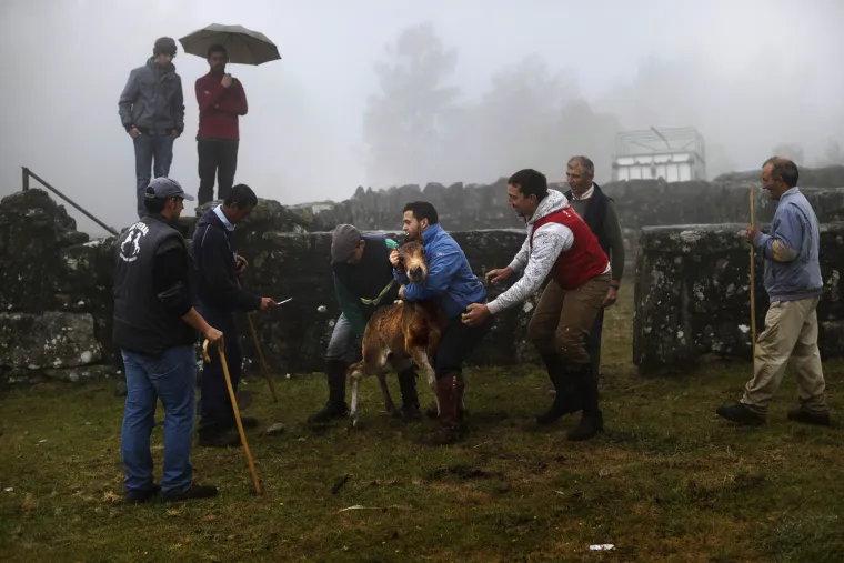 Festival konja u Španjolskoj
