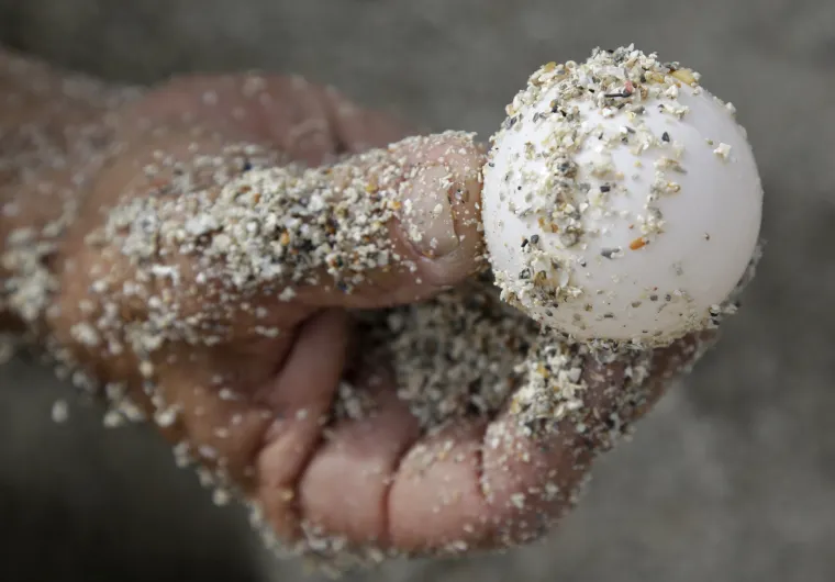 Sezona razmnožavanja glavatih želvi