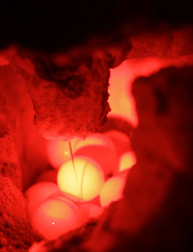 Sezona razmnožavanja glavatih želvi