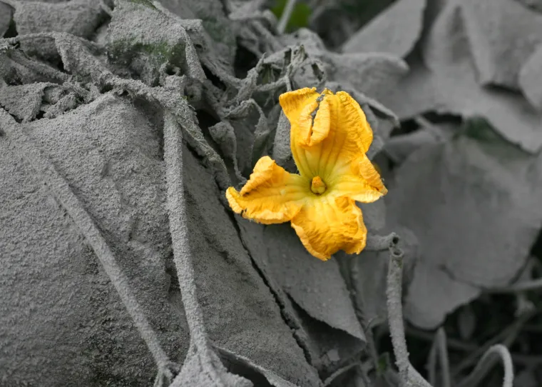 Erupcija vulkana Sinabung