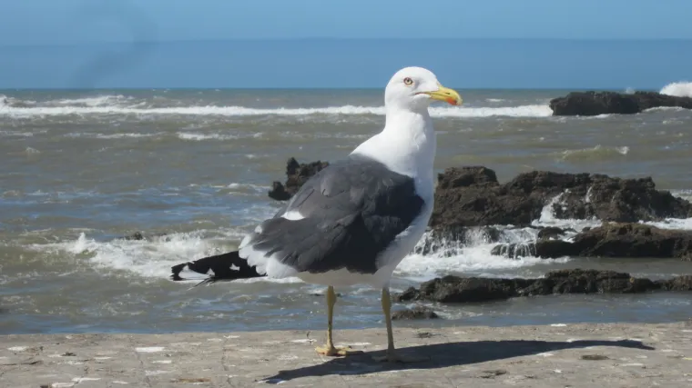 Atlantski biser koji izgleda kao marokanski Dubrovnik