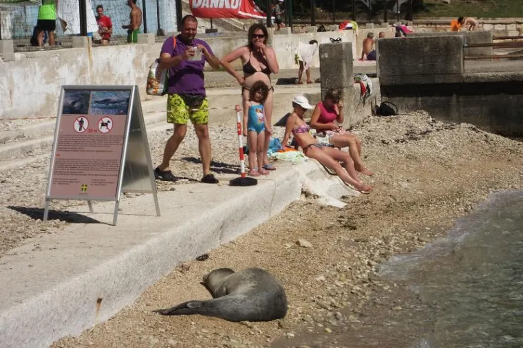 Sredozemna medvjedica u Puli tražila svoje mjesto pod suncem