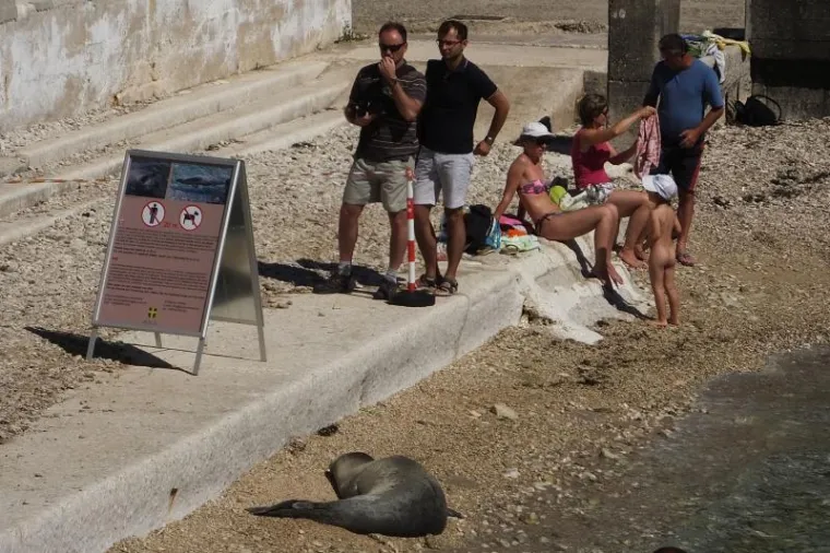 Sredozemna medvjedica u Puli tražila svoje mjesto pod suncem