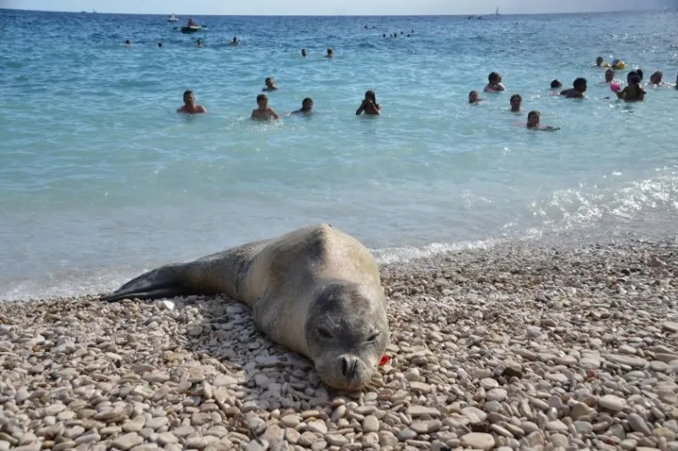 Sredozemna medvjedica i ovog je ljeta odu&scaron;evila kupače svojom pojavom na plaži u Gortanovoj uvali.