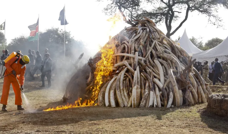 Kenijci spalili slonovaču
