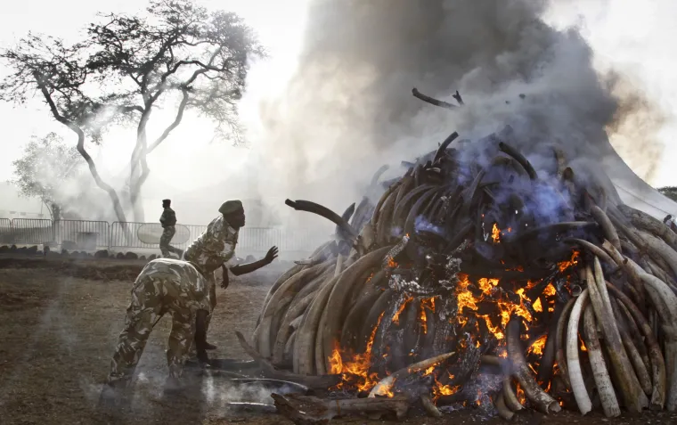 Kenijci spalili slonovaču