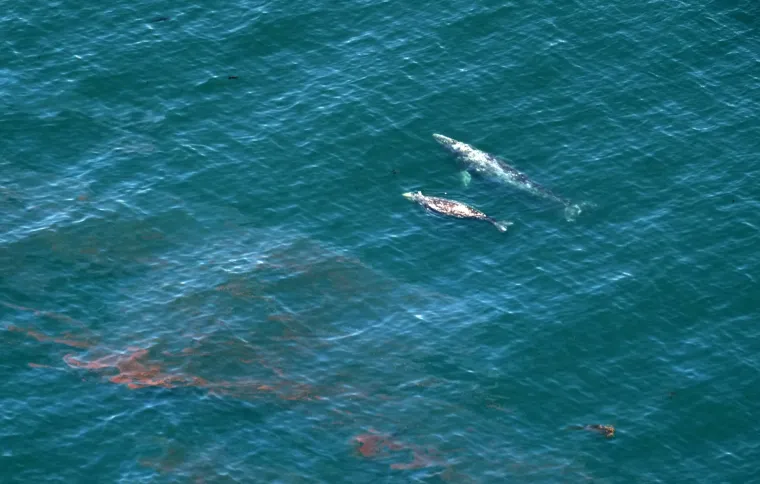 Izlijevanje nafte u Kaliforniji