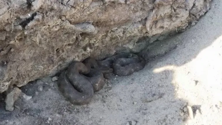 Čitatelj iz Osijeka snimio je ovu zmiju dugačku oko 120 centimetara nizvodno od Željezničkog mosta, kod gradilišta kolektora.