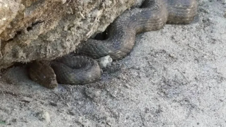 Prema fotografijama, čini se da je riječ o ribarici, kockastoj vodenjači.