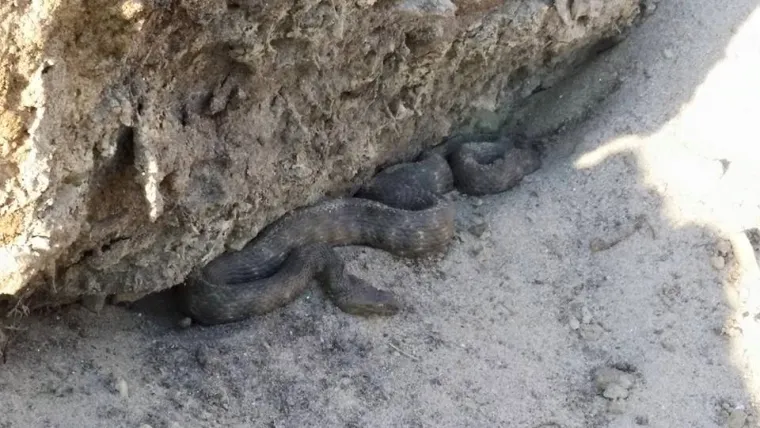 Nije opasna za čovjeka.