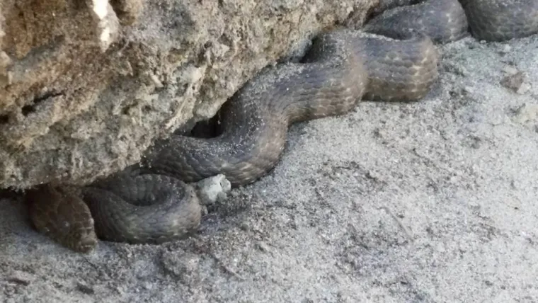 Srednje velika zmija obično s omalom, uskom, zašiljenom glavom, okruglim zjenicama i vrlo izraženim grebenima na leđnim ljuskama. Boja varira: najčešće sivkasta ili smeđkasta, ali ponekad žućkasta ili zelenkasta, često s uzorkom pravilnih tamnih pjega koje su pravilno raspoređene po tijelu.