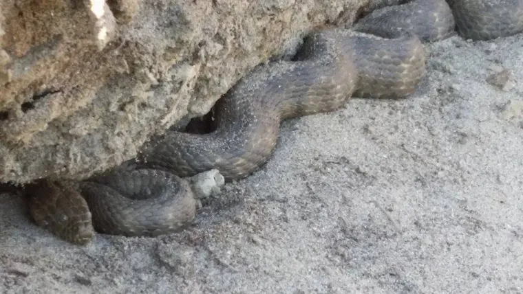 Jako rijetko grize. Također, kao i bjelouška, isprazni sadržaj kloakalnih žlijezda. Kad ju se primi, pravi se mrtva., stoji na stručnim stranicama o zmijama u Hrvatskoj