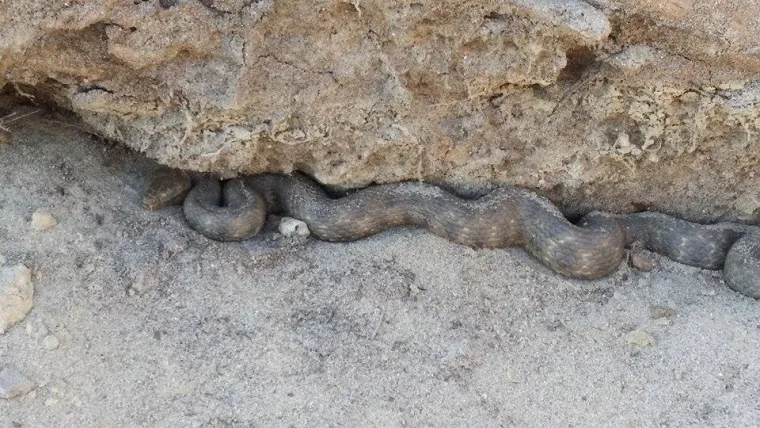 Prehranjuje se ribama, povremeno vodozemcima.