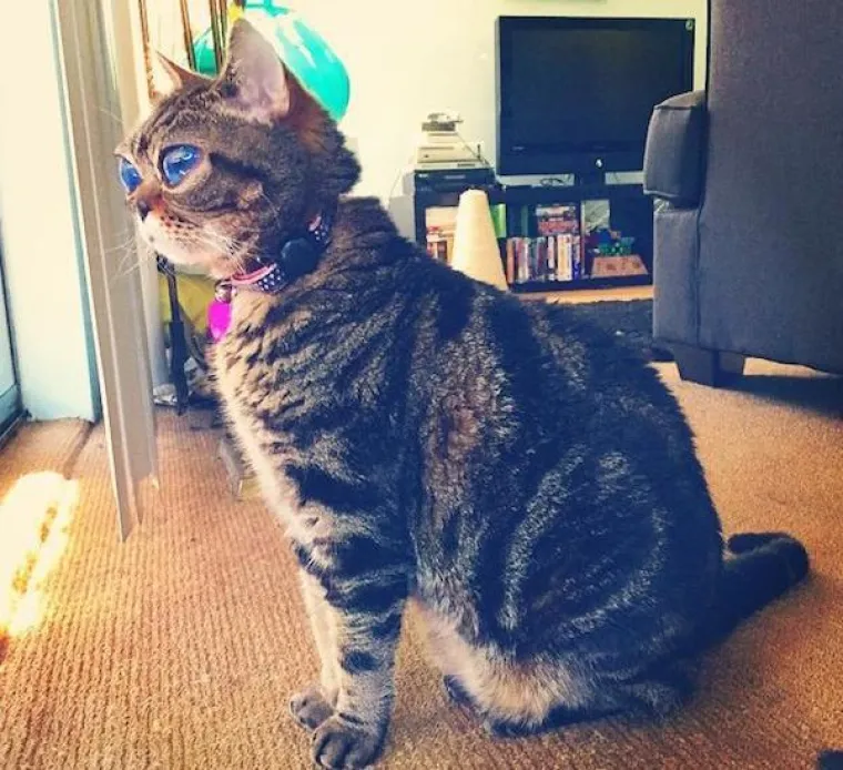 Matilda na prvi pogled nije nimalo obična maca, ali u ničemu se ne razlikuje od ostalih dlakavica osim po velikim očima.