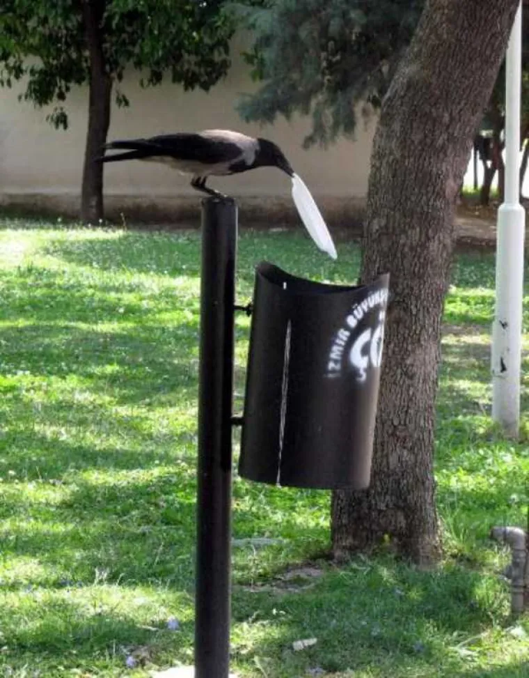 Dokazano je da su sposobne same napraviti oruđe kako bi došle do hrane.