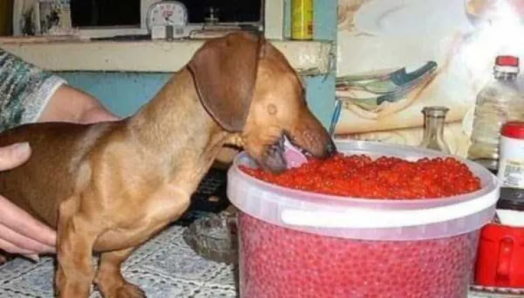 FOTKE KOJE ZBUNJUJU I UZNEMIRUJU: Golotinja, seks, trash i alkohol - sve na jednom mjestu