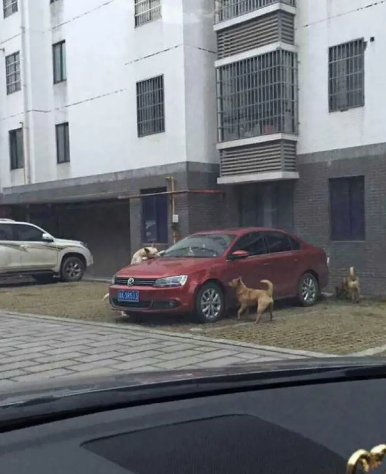 Jedan od susjeda slikao je osvetu pasa lutalica na automobilu