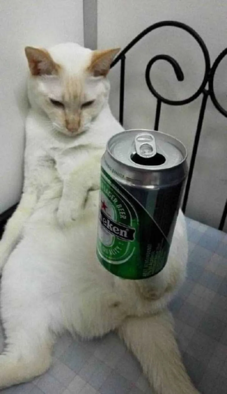 UPOZNAJTE WEB FACU: Ona je kao nadrogirana, ali samo ima impresivnu vještinu balansiranja