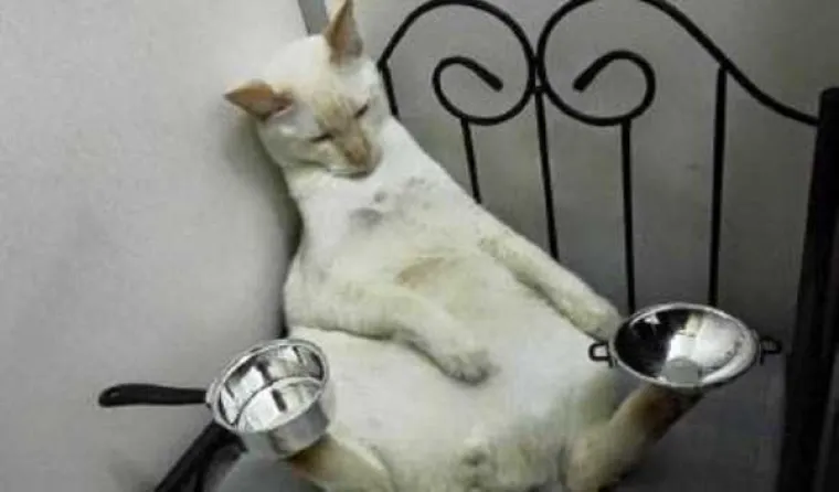 UPOZNAJTE WEB FACU: Ona je kao nadrogirana, ali samo ima impresivnu vještinu balansiranja