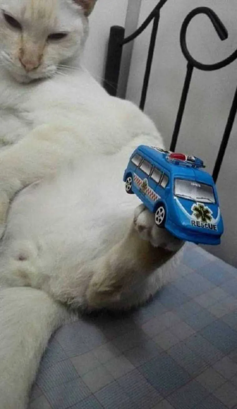 UPOZNAJTE WEB FACU: Ona je kao nadrogirana, ali samo ima impresivnu vještinu balansiranja