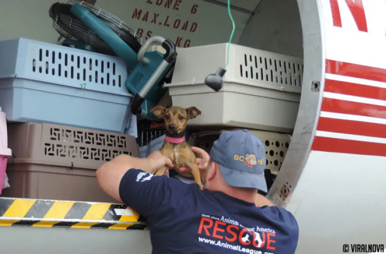 North Shore Animal League of America  najveći je svjetski azil za životinje u kojem se životinje ne ubijaju. Ovako izgleda jedna tipična 'dostava' životinja spa&scaron;enih iz &scaron;interaja.