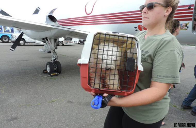 North Shore Animal League of America  najveći je svjetski azil za životinje u kojem se životinje ne ubijaju. Ovako izgleda jedna tipična 'dostava' životinja spa&scaron;enih iz &scaron;interaja.