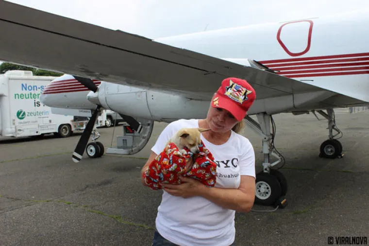 North Shore Animal League of America  najveći je svjetski azil za životinje u kojem se životinje ne ubijaju. Ovako izgleda jedna tipična 'dostava' životinja spa&scaron;enih iz &scaron;interaja.