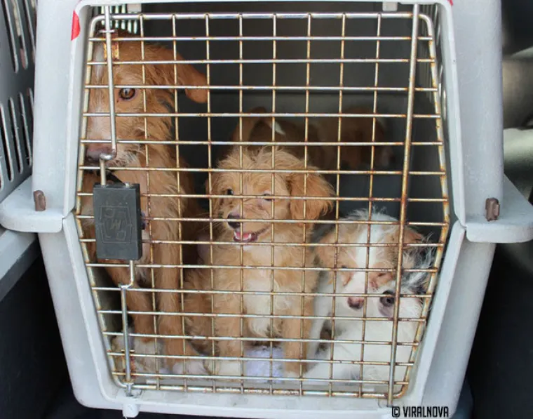 North Shore Animal League of America  najveći je svjetski azil za životinje u kojem se životinje ne ubijaju. Ovako izgleda jedna tipična 'dostava' životinja spa&scaron;enih iz &scaron;interaja.