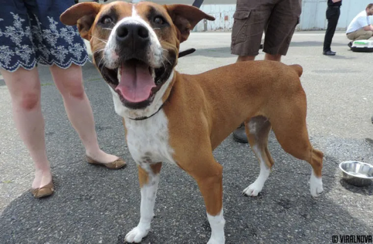 North Shore Animal League of America  najveći je svjetski azil za životinje u kojem se životinje ne ubijaju. Ovako izgleda jedna tipična 'dostava' životinja spa&scaron;enih iz &scaron;interaja.