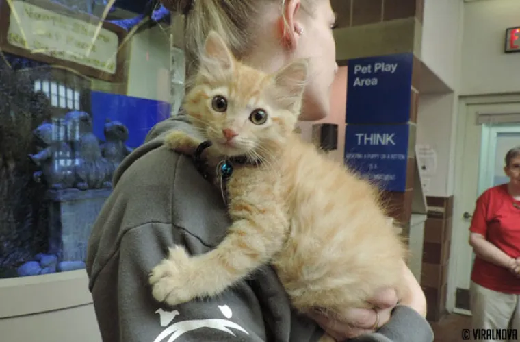 North Shore Animal League of America  najveći je svjetski azil za životinje u kojem se životinje ne ubijaju. Ovako izgleda jedna tipična 'dostava' životinja spa&scaron;enih iz &scaron;interaja.