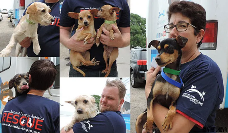 North Shore Animal League of America  najveći je svjetski azil za životinje u kojem se životinje ne ubijaju. Ovako izgleda jedna tipična 'dostava' životinja spa&scaron;enih iz &scaron;interaja.