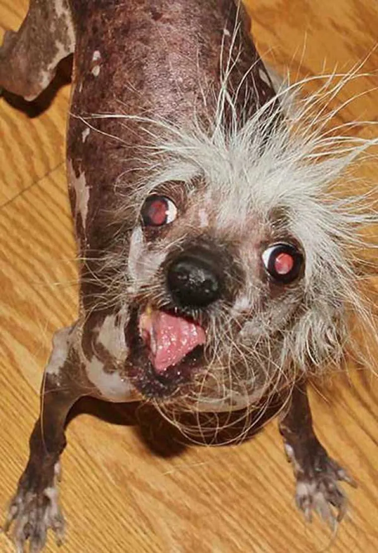 BOŽE SAČUVAJ: Ružni su da ružniji ne mogu biti, ali su neodoljiva bića