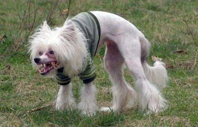 BOŽE SAČUVAJ: Ružni su da ružniji ne mogu biti, ali su neodoljiva bića