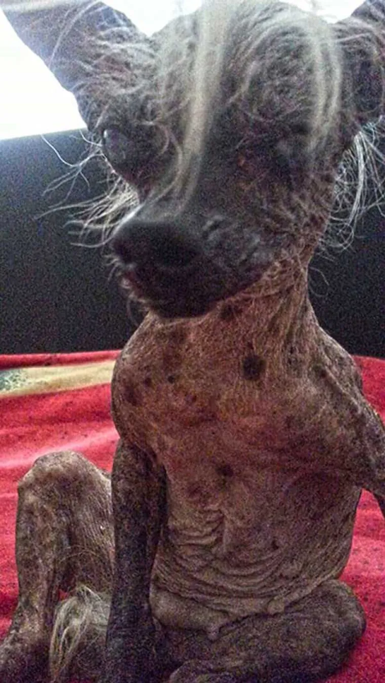 BOŽE SAČUVAJ: Ružni su da ružniji ne mogu biti, ali su neodoljiva bića