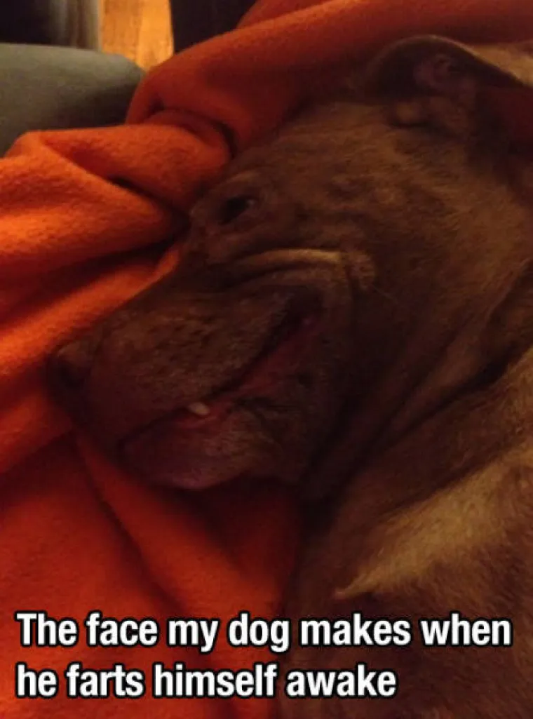 GURANJE, SLINJENJE, PRDUCKANJE: To ne mogu razumjeti samo oni koji ne vole pse