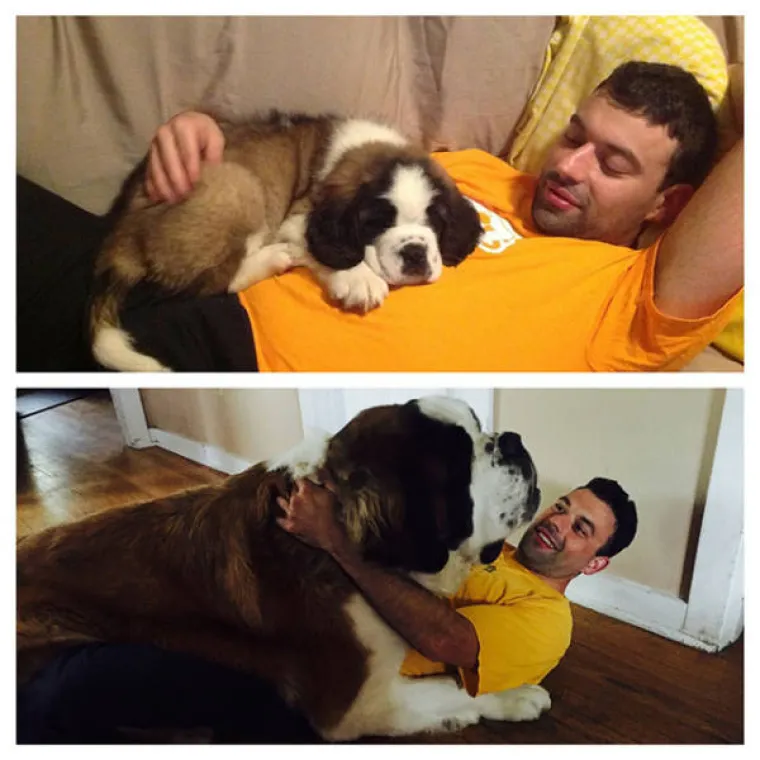 GURANJE, SLINJENJE, PRDUCKANJE: To ne mogu razumjeti samo oni koji ne vole pse