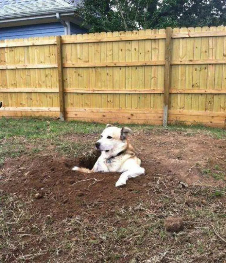 GURANJE, SLINJENJE, PRDUCKANJE: To ne mogu razumjeti samo oni koji ne vole pse
