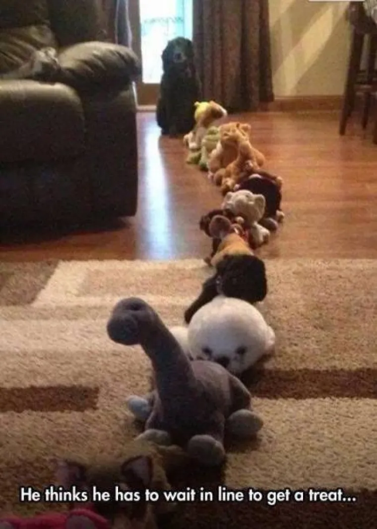 GURANJE, SLINJENJE, PRDUCKANJE: To ne mogu razumjeti samo oni koji ne vole pse