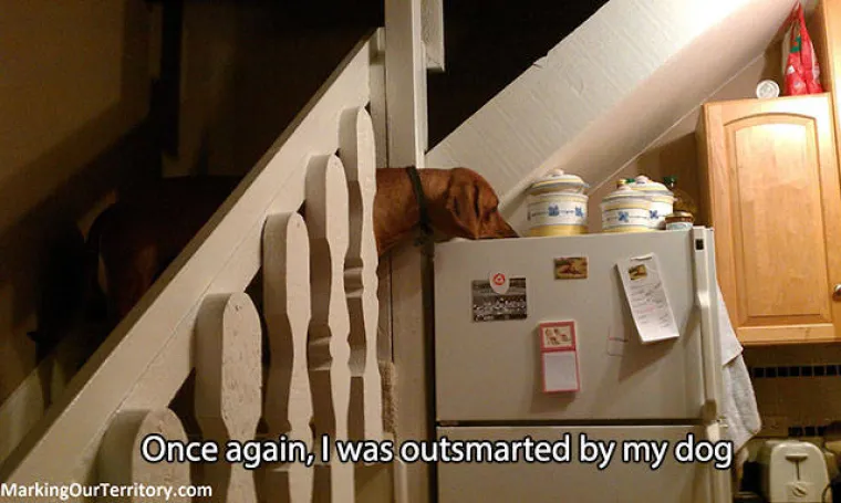 GURANJE, SLINJENJE, PRDUCKANJE: To ne mogu razumjeti samo oni koji ne vole pse