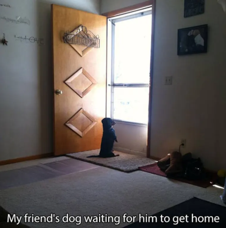 GURANJE, SLINJENJE, PRDUCKANJE: To ne mogu razumjeti samo oni koji ne vole pse