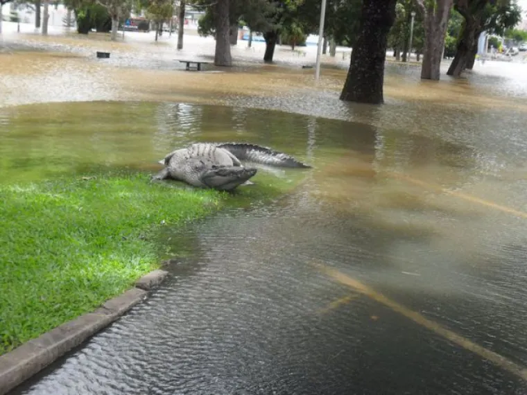 GADOSTI PRVE VRSTE: Dobrodošli u Australiju, jeste li spremni na strašne prizore?