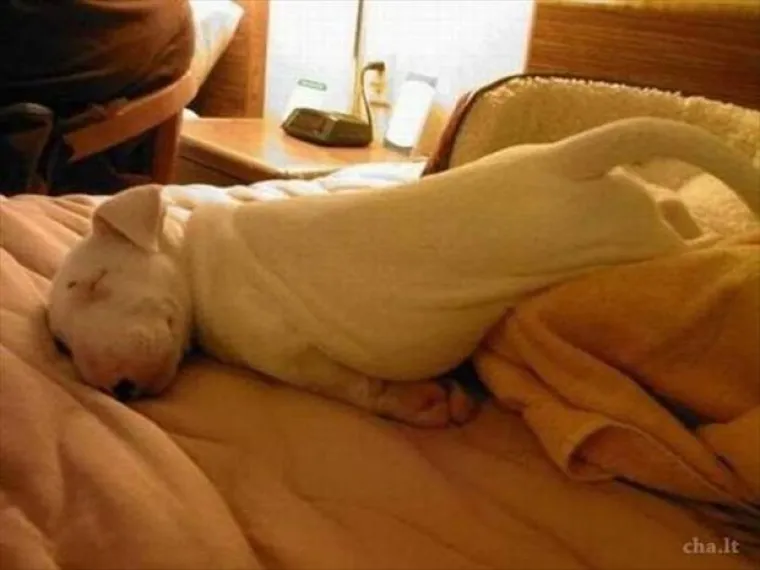 IL' JE VRUĆINA IL' JE UMOR: Oni stvarno, ali stvarno vi&scaron;e nisu mogli izdržati, morali su se 'skljokati'