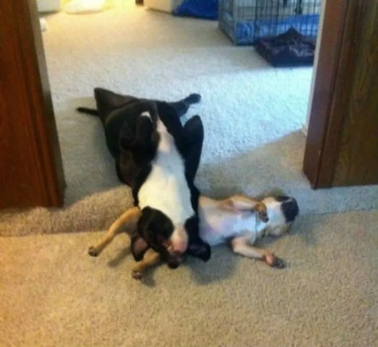 IL' JE VRUĆINA IL' JE UMOR: Oni stvarno, ali stvarno vi&scaron;e nisu mogli izdržati, morali su se 'skljokati'