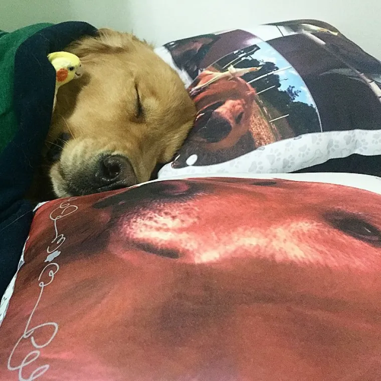 Bob je zlatni retriver iz Brazila  koji je razveselio sve svojim poziranjem sa svojim brojnim 'sustanarima'. Naime, Bob se jako voli maziti s papigama i drugim ljubimcima koje njegov vlasnik ima.