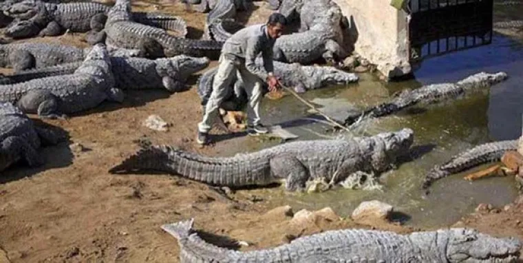 Kada bi se dodjeljivale nagrade za najgluplje podvige, ovo bi zasigurno bili neki od nominiranih kandidata.