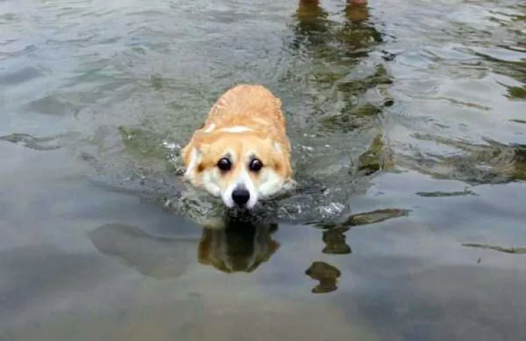 VRUĆE IM JE AL' SE NE DAJU: Oni su u noćnoj mori, ne žele biti u vodi