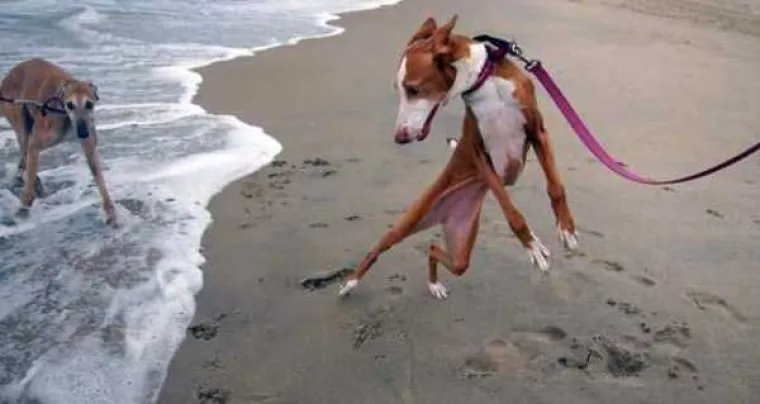 VRUĆE IM JE AL' SE NE DAJU: Oni su u noćnoj mori, ne žele biti u vodi