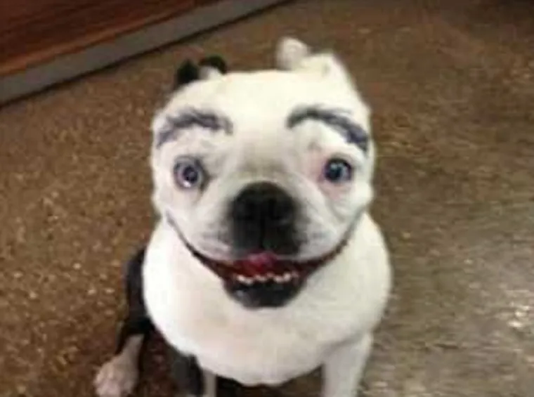 MORA SE BULJITI U NJIH: Čovjek ih ne može gledati, a da im se ne smije u facu