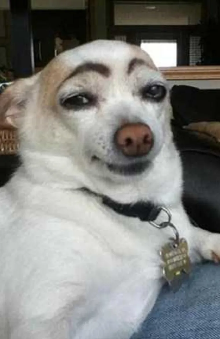 MORA SE BULJITI U NJIH: Čovjek ih ne može gledati, a da im se ne smije u facu