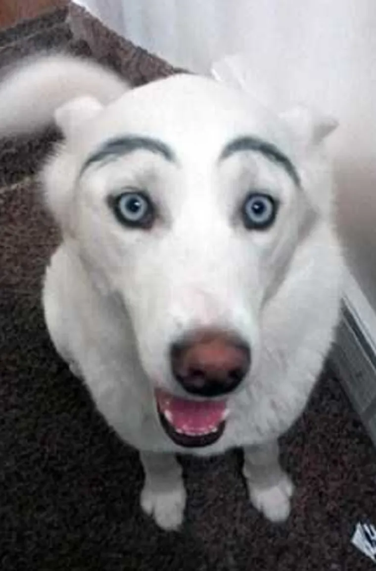 MORA SE BULJITI U NJIH: Čovjek ih ne može gledati, a da im se ne smije u facu